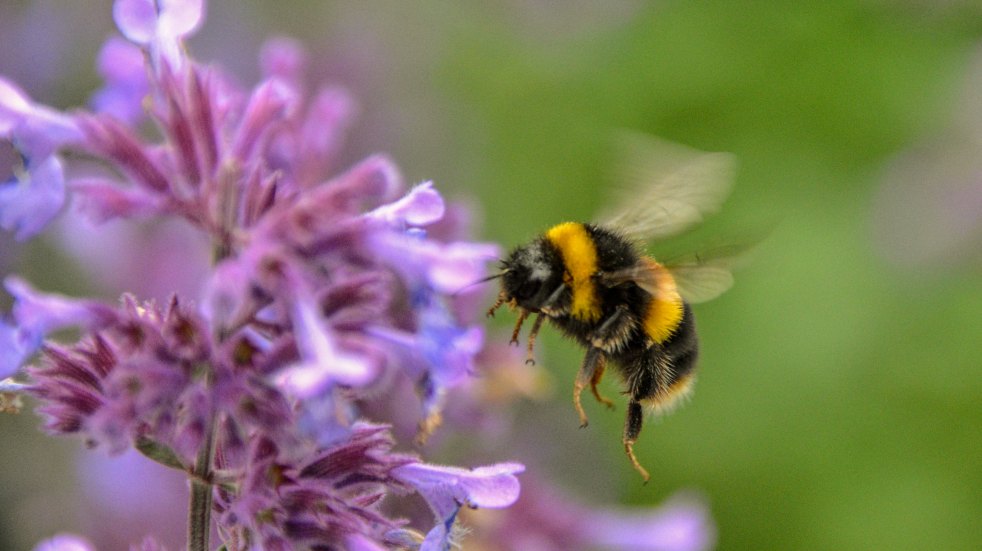 bumble bee on flower